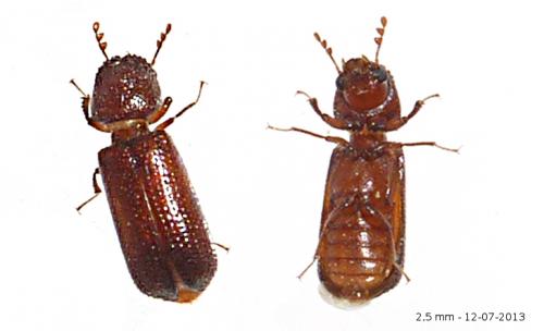 Rhyzopertha dominica