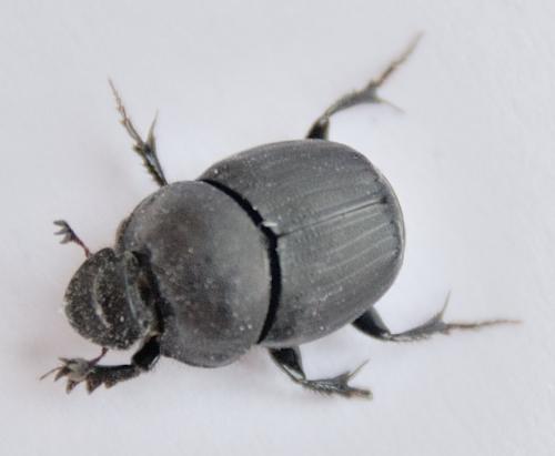 Onthophagus verticicornis
