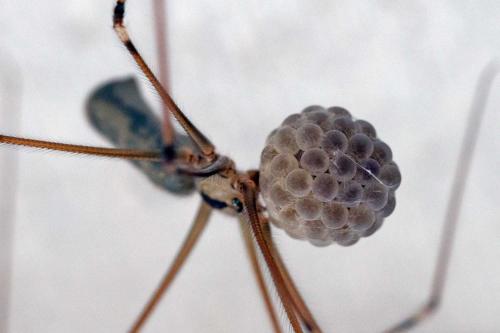 Pholcus phalangioides
