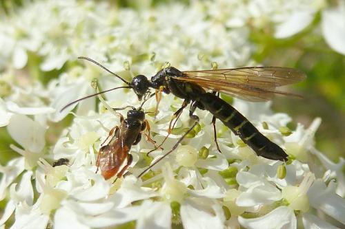 Calameuta filiformis