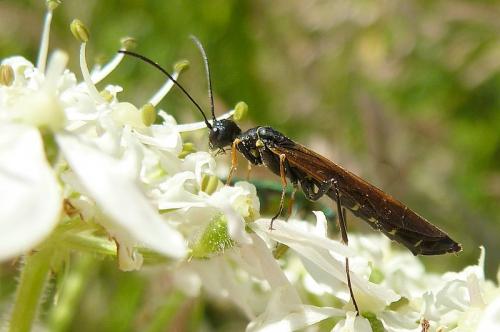 Calameuta filiformis
