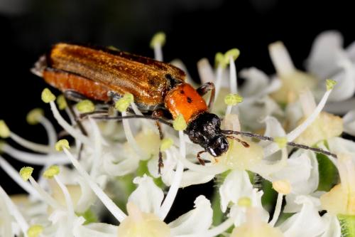 Réf. 104 629 : Anogcodes rufiventris