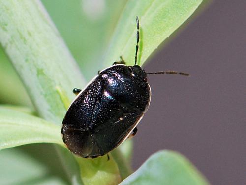 Réf. 104 108 : Adomerus maculipes