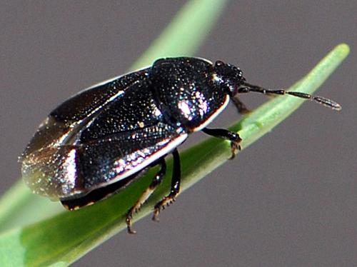 Réf. 104 109 : Adomerus maculipes