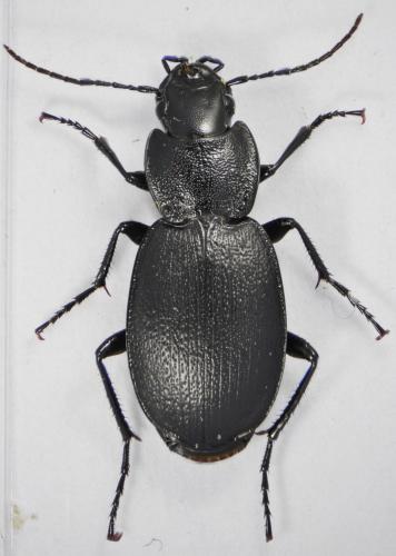 Licinus aequatus