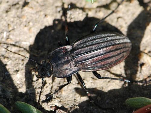 Réf. 104 298 : Carabus melancholicus costatus