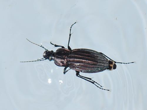 Réf. 104 299 : Carabus melancholicus costatus