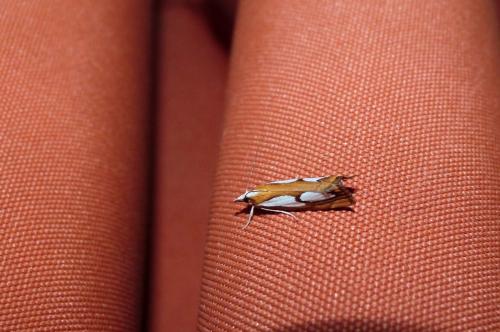 Réf. 104 490 : Catoptria pinella