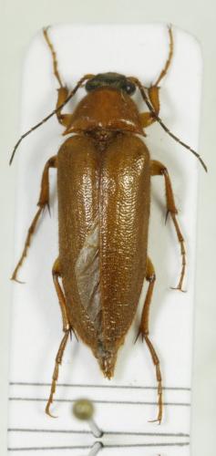 Cebrio sp.