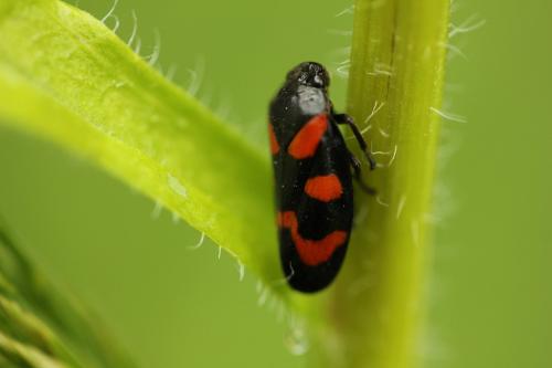 Cercopis vulnerata