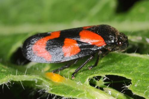 Cercopis vulnerata
