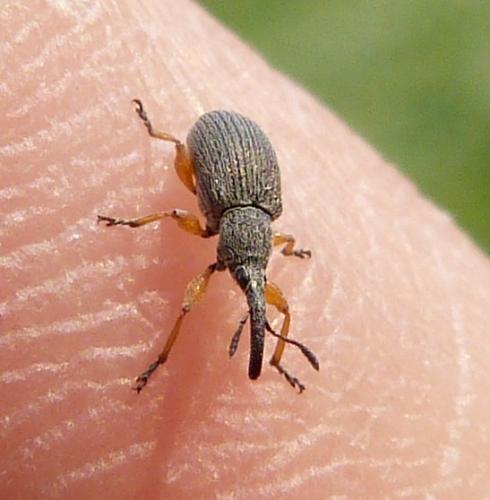 Rhopalapion longirostre