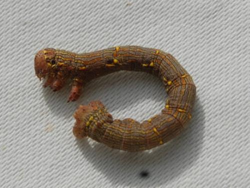 Lycia hirtaria