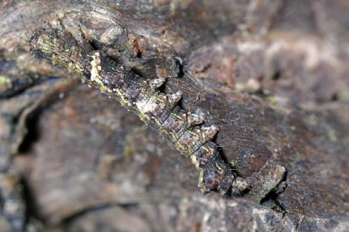 Allophyes oxyacanthae