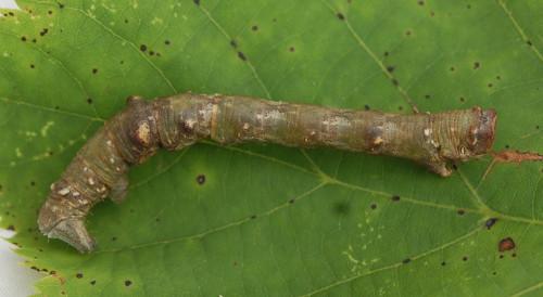 Biston strataria