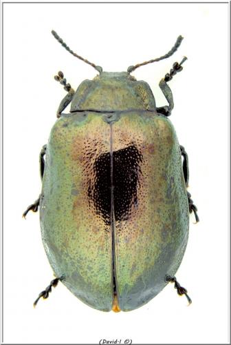 Réf. 104 484 : Chrysomela cuprea