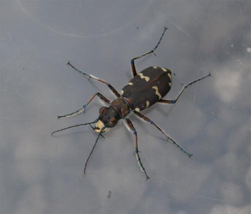Réf. 104 219 : Cicindela hybrida