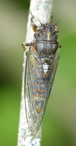 Réf. 104 208 : Cicadetta sp.