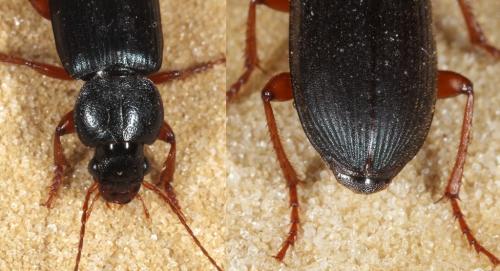 Ophonus ardosiacus