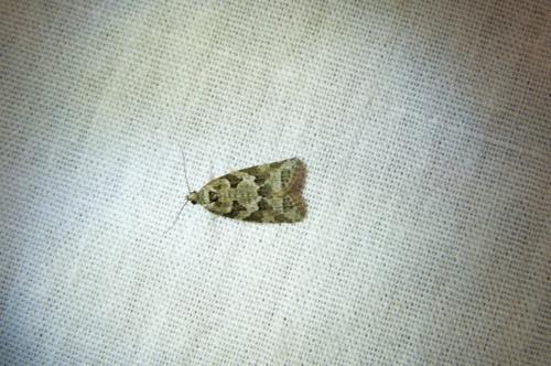 Réf. 104 413 : Cnephasia communana