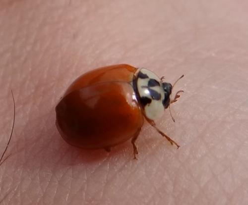Harmonia axyridis