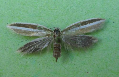 Pleurota aristella