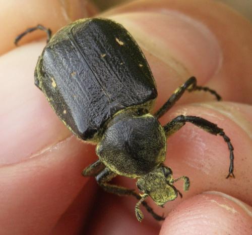 Réf. 104 990 : Gnorimus variabilis