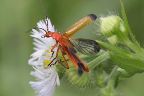 Réf. 104 334 : Rhagonycha fulva