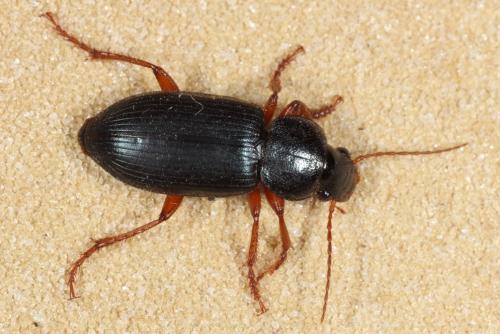 Ophonus ardosiacus