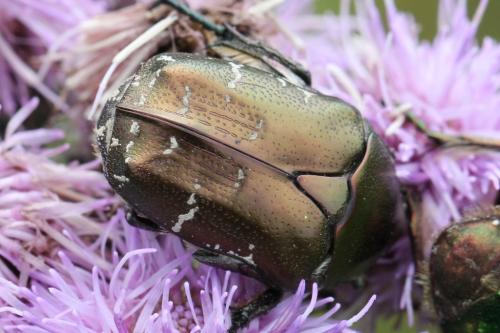 Réf. 104 441 : Potosia cuprea