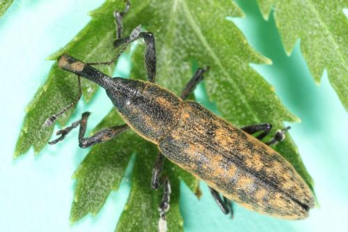 Lixus fasciculatus