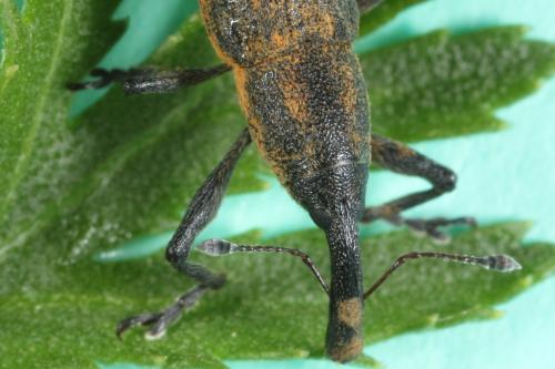 Réf. 104 138 : Lixus fasciculatus