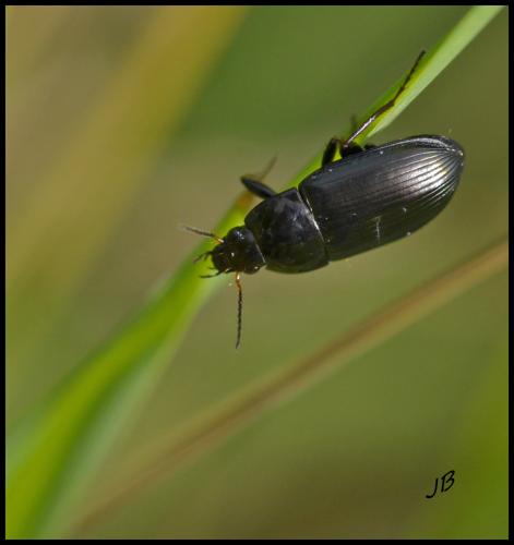 Amara sp.