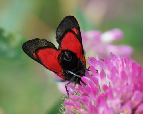 Réf. 104 117 : Zygaena trifolii