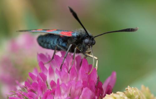 Réf. 104 118 : Zygaena trifolii