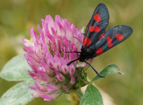 Zygaena trifolii