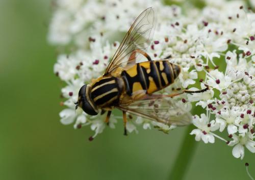 Helophilus pendulus