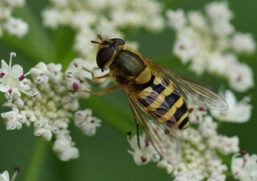 Réf. 104 464 : Syrphus ribesii