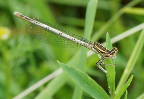 Platycnemis pennipes