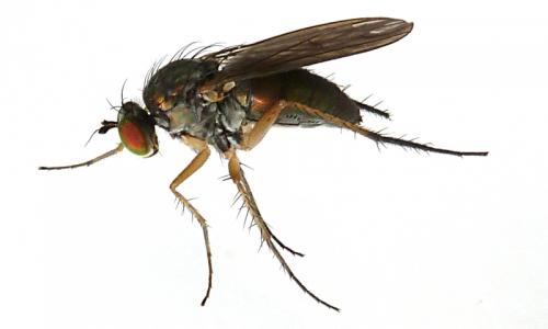 Dolichopus sp.
