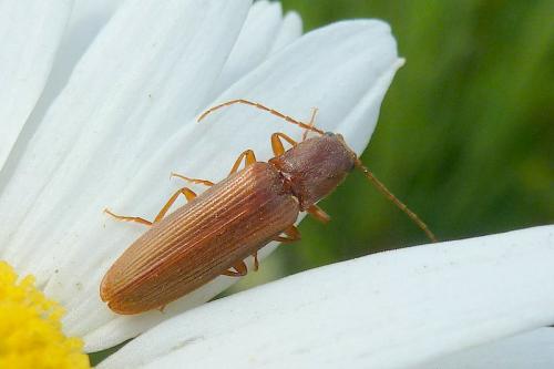 Réf. 104 533 : Athous sp.