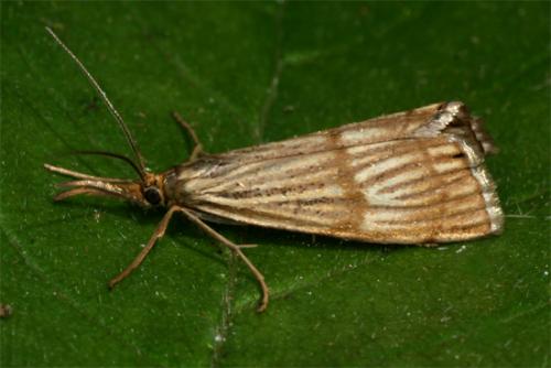 Réf. 104 448 : Chrysocrambus linetella