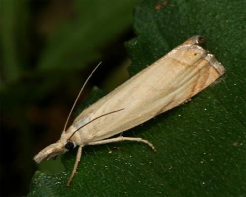 Réf. 104 582 : Chrysoteuchia culmella