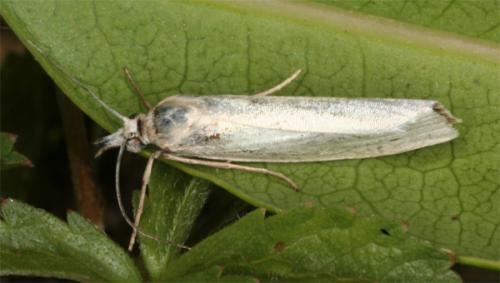 Réf. 104 963 : Crambus perlella