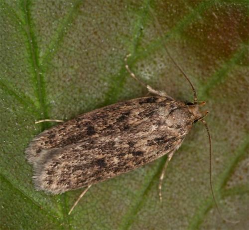Réf. 104 125 : Hofmannophila pseudospretella