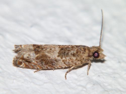 Réf. 104 306 : Crocidosema plebejana