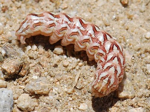 Cucullia chamomillae