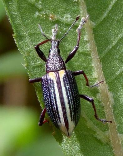 Réf. 104 063 : Diaprepes marginatus