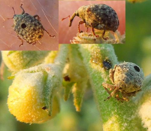 Réf. 104 729 : Cionus sp.
