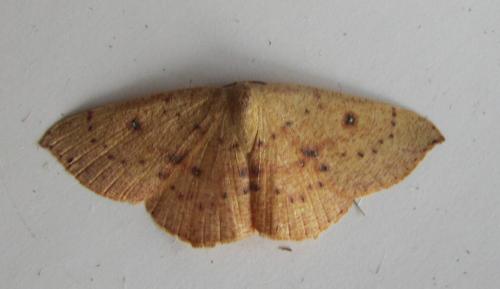 Cyclophora puppillaria